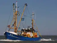 Shrimp Cutter, compl. company due circumstances